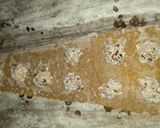 Foto del paso 3 de la receta: Ravioles integrales