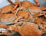 Foto langkah ke 1 dari resep Kepiting rajungan rebus.