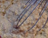 Φωτογραφία βήματος 2 της συνταγής Mini pancakes μήλου με βρώμη
