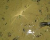 Foto langkah ke 1 dari resep Peyek Udang.