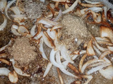 3 spice tarka rice