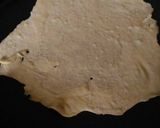 Foto langkah ke 9 dari resep Kulit tortila / Flour tortila/ roti pita/ kulit kebab Italy.