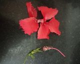 A picture of step 1 of Hibiscus Fresca.