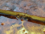Budín de pan delicioso