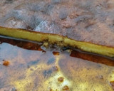 Foto del paso 5 de la receta: Budín de pan delicioso