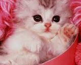 صورة لخطوة 3 من وصفة اجمل اصدقاء 😘😘😉😉😘