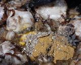 A picture of step 6 of Chicken Biryani.