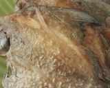 Foto langkah ke 3 dari resep Ikan bawal pesmol.