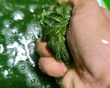 Foto langkah ke 2 dari resep Es Cincau Hijau Homemade.