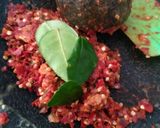 Foto langkah ke 2 dari resep Oseng Pepaya Muda Bumbu Rujak.