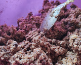 Foto del paso 1 de la receta: Galletitas integrales de avena