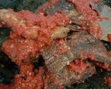Foto langkah ke 3 dari resep Ikan nila balado.