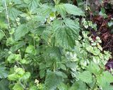 A picture of step 1 of Sautéed stinging nettles.