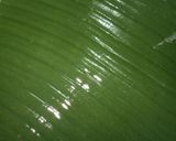 Foto langkah ke 5 dari resep Nasi bakar ati ampela kemangi.