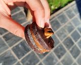 Foto del paso 7 de la receta: Alfajorcitos de algarroba y nuez