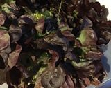 Une image de l'étape 1 de Salade de feuille de chêne aux tomates, courgettes et mortadelle de Bologne.