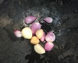 Foto langkah ke 1 dari resep Sayur Udang Santan.