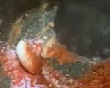A picture of step 3 of Crispy crunchy Pomfret fried fish.