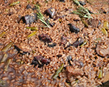 Foto del paso 5 de la receta: Arroz de conil de ternera "morcillo"