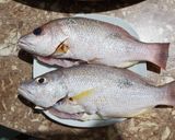 Foto langkah ke 1 dari resep Ikan Kakap asam pedas 🐟.