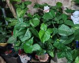 Foto del paso 6 de la receta: Espinacas al vapor para preparar revuelto de espinaca y huevo
