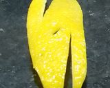 Foto del paso 2 de la receta: Limonada