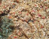Foto del paso 5 de la receta: Berenjenas rellenas