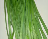 รูปขั้นตอนการทำที่ 1 ของ กุยช่ายทอด |Fried Chinese Chives Pancake