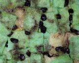 Foto langkah ke 6 dari resep Best Bread Pudding Ever.