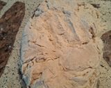 Foto del paso 4 de la receta: Bollitos de pan