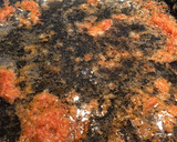 Foto del paso 9 de la receta: Gazpacho de bacalao y gamba rallada