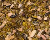 Foto del paso 13 de la receta: Arroz con lagarto, setas y foie …. !!!!