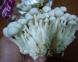 Foto langkah ke 3 dari resep Tumis mie shirataki dengan jamur.
