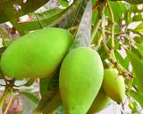 Hình bước làm 1 của món Xoài xanh mắm đường