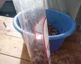 Foto del paso 4 de la receta: Embutido: Queso de cerdo