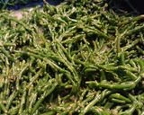 A picture of step 2 of Buttery Samphire.