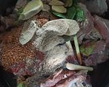 Foto langkah ke 6 dari resep Iga Bakar.