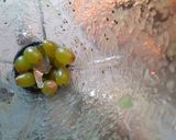 A picture of step 1 of Green fruit lemonade.