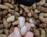 Foto langkah ke 7 dari resep Kacang Tanah Kukus Aromatik.