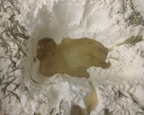 Foto del paso 2 de la receta: MASA PARA TARTA O EMPANADA GALLEGA O PASCUALINA) 🥮 (idéntica a la comprada)🤗