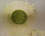 Foto del paso 2 de la receta: Mojo Verde Canario