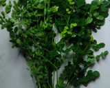 Foto langkah ke 1 dari resep Sayur Bening Daun Kelor.