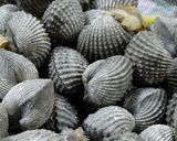Foto langkah ke 2 dari resep Kerang cabe pedas nikmat.