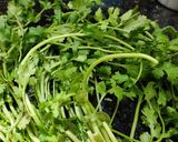 A picture of step 1 of Coriander steamed pakode.