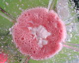 Foto del paso 2 de la receta: Helado de Sandía y Fresa 🍉🍓🌡️🌞