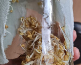 Foto del paso 6 de la receta: Brotes de fenogreco 🌱 Germinación de semillas de fenogreco 🌱