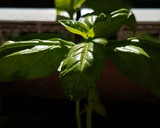 Foto del paso 4 de la receta: Fideos y albahaca