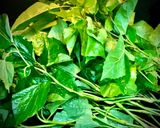 Hình bước làm 2 của món Canh Cá Trê Nấu Lá Lốt, Lá Cách
