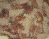 A picture of step 5 of Cinnamon rolls.