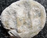 A picture of step 4 of Methi thepla.